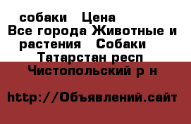 собаки › Цена ­ 2 500 - Все города Животные и растения » Собаки   . Татарстан респ.,Чистопольский р-н
